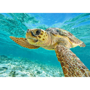 Loggerhead Sea Turtle - 3D Lenticular Postcard Greeting Card Postcard 3dstereo 