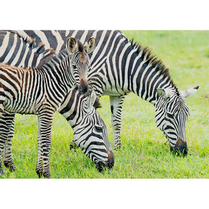 Zebras and foal - 3D Lenticular Postcard Greeting Card Postcard 3dstereo 