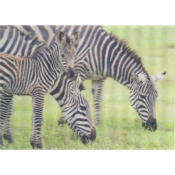 Zebras and foal - 3D Lenticular Postcard Greeting Card- NEW Postcard 3dstereo 