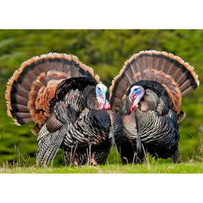 Wild Turkey - 3D Lenticular Postcard Greeting Card Postcard 3dstereo 