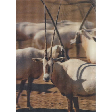 Arabian oryx - 3D Lenticular Postcard Greeting Card - NEW Postcard 3dstereo 