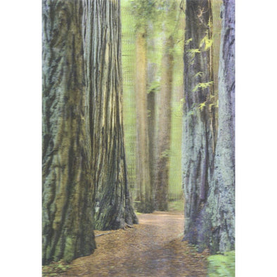Coast Redwoods 3 - 3D Lenticular Postcard Greeting Card - NEW Postcard 3dstereo 