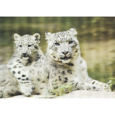 Snow leopard - 3D Lenticular Postcard Greeting Card - NEW Postcard 3dstereo 