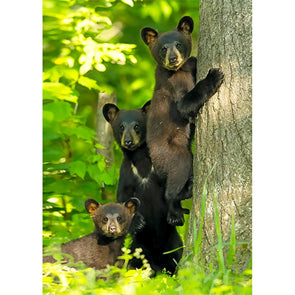 Black bear 3 - 3D Lenticular Postcard Greeting Card Postcard 3dstereo 