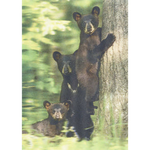 Black bear 3 - 3D Lenticular Postcard Greeting Card - NEW Postcard 3dstereo 