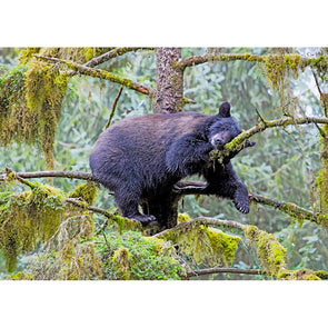 Black Bear Sleeping - 3D Lenticular Postcard Greeting Card Postcard 3dstereo 