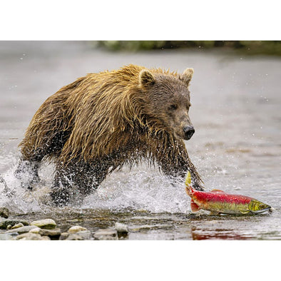 Grizzly Bear Chasing Salmon - 3D Lenticular Postcard Greeting Card Postcard 3dstereo 