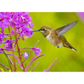 Rufous Hummingbird - 3D Lenticular Postcard Greeting Card - NEW Postcard 3dstereo 