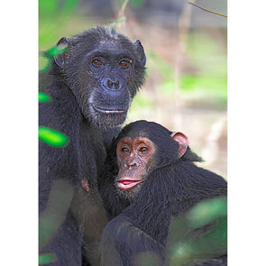 Chimpanzee and Youngster - 3D Lenticular Postcard Greeting Card - NEW Postcard 3dstereo 