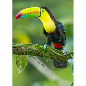 Toucan - 3D Lenticular Postcard Greeting Card - NEW Postcard 3dstereo 