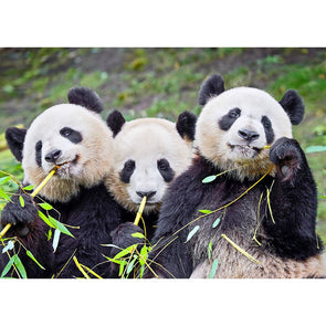 Panda and Cubs - 3D Lenticular Postcard Greeting Card - NEW Postcard 3dstereo 