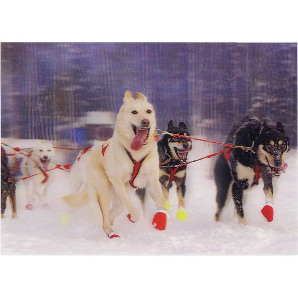 Sled Dogs 2 - 3D Lenticular Postcard Greeting Card - NEW Postcard 3dstereo 