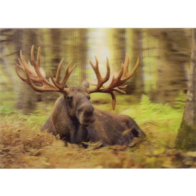 Bull Moose resting - 3D Lenticular Postcard Greeting Card - NEW Postcard 3dstereo 