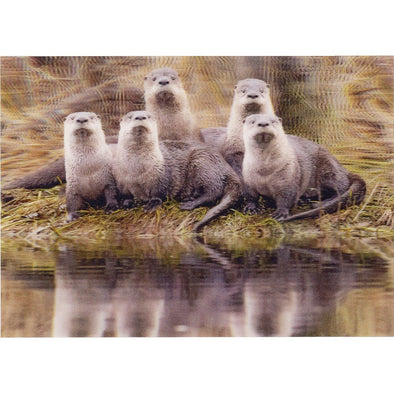 River Otter romp - 3D Lenticular Postcard Greeting Card - NEW Postcard 3dstereo 