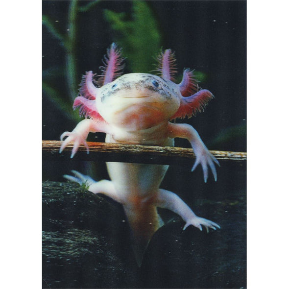 Axolotl - 3D Lenticular Postcard Greeting Card - NEW Postcard 3dstereo 