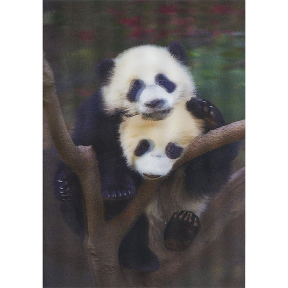 Panda cubs in tree - 3D Lenticular Postcard Greeting Card - NEW Postcard 3dstereo 