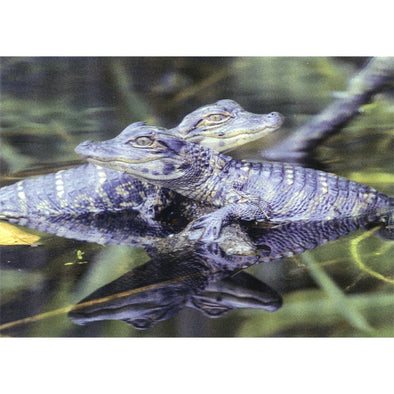 Alligator Hatchling - 3D Lenticular Postcard Greeting Card - NEW Postcard 3dstereo 
