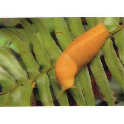 Banana Slug - 3D Lenticular Postcard Greeting Card - NEW Postcard 3dstereo 