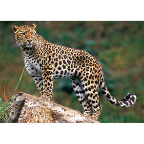 Leopard 2 - 3D Lenticular Postcard Greeting Card Postcard 3dstereo 