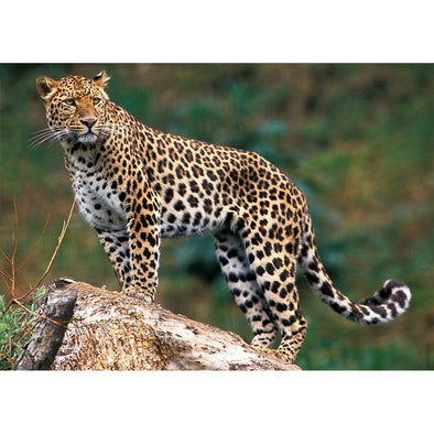 Leopard 2 - 3D Lenticular Postcard Greeting Card Postcard 3dstereo 
