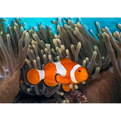 Clownfish 2 - 3D Lenticular Postcard Greeting Card- NEW Postcard 3dstereo 