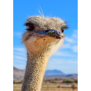 Ostrich 2 - 3D Lenticular Postcard Greeting Card - NEW Postcard 3dstereo 