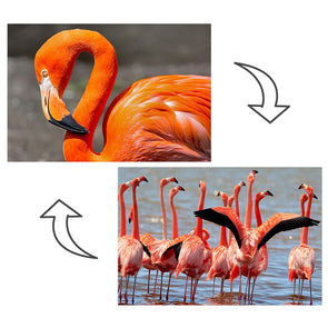 Flamingo - 2 Image - 3D Action Lenticular Postcard Greeting Card Postcard 3dstereo 