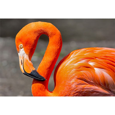 Flamingo - 3D Magnet for Refrigerator, Whiteboard, Locker MAGNET 3dstereo 
