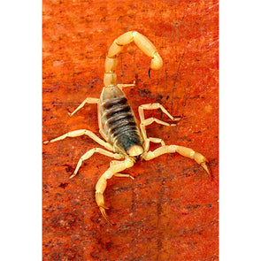 Venomous Arizona Bark Scorpion - 3D Magnet for Refrigerator, Whiteboard, Locker MAGNET 3dstereo 