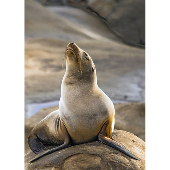 California Sea Lion - 3D Lenticular Postcard Greeting Card - NEW Postcard 3dstereo 