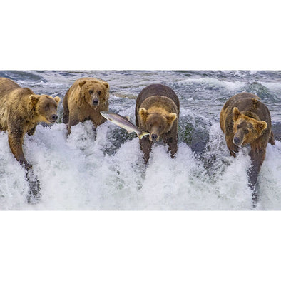 Grizzly Bears Fishing - 3D Lenticular Oversize-Postcard Greeting Card - NEW Postcard 3dstereo 