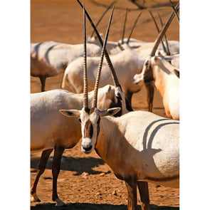 Arabian oryx - 3D Lenticular Postcard Greeting Card Postcard 3dstereo 