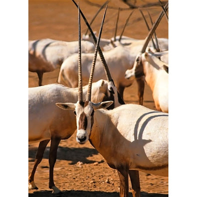 Arabian oryx - 3D Lenticular Postcard Greeting Card Postcard 3dstereo 