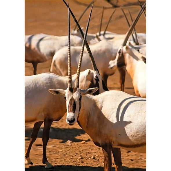 Arabian oryx - 3D Lenticular Postcard Greeting Card Postcard 3dstereo 
