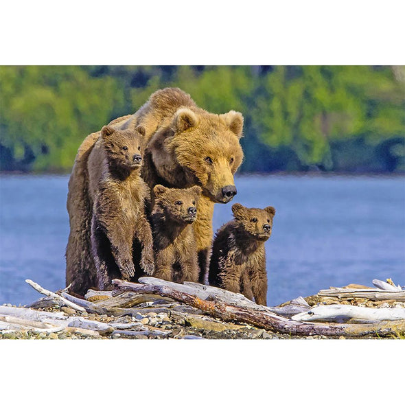 Brown Bear with Triplets - 3D Lenticular Postcard Greeting Card - NEW Postcard 3dstereo 