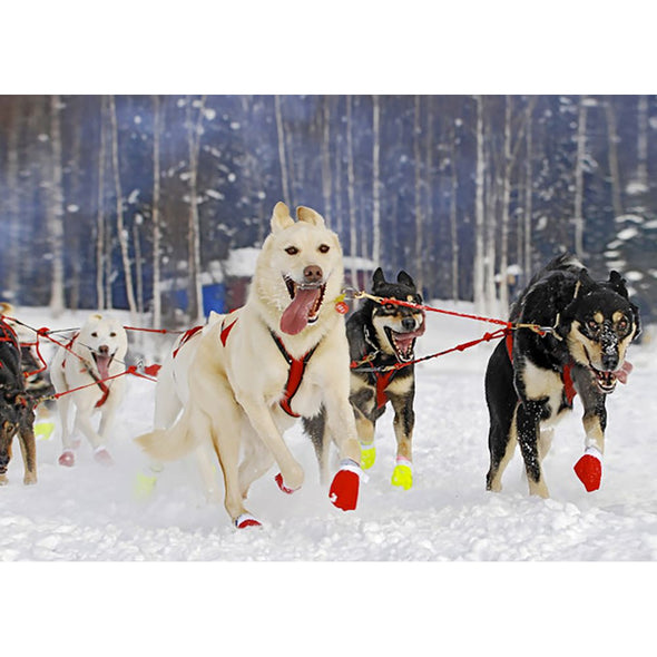 Sled Dogs 2 - 3D Lenticular Postcard Greeting Card - NEW Postcard 3dstereo 