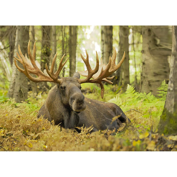 Bull Moose resting - 3D Lenticular Postcard Greeting Card - NEW Postcard 3dstereo 