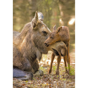 Moose and calf 2 - 3D Lenticular Postcard Greeting Card - NEW Postcard 3dstereo 