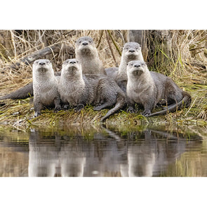 River Otter romp - 3D Lenticular Postcard Greeting Card - NEW Postcard 3dstereo 
