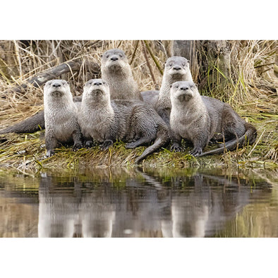 River Otter romp - 3D Lenticular Postcard Greeting Card - NEW Postcard 3dstereo 