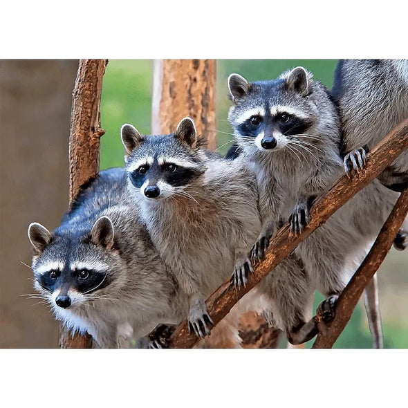 A gaze of Raccoons - 3D Lenticular Postcard Greeting Cardd - NEW Postcard 3dstereo 