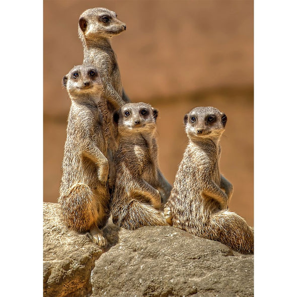 Meerkats - 3D Lenticular Postcard Greeting Card- NEW Postcard 3dstereo 