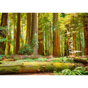 Coast Redwoods 2 - 3D Lenticular Postcard Greeting Card - NEW Postcard 3dstereo 