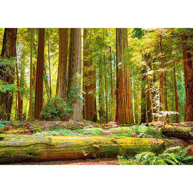 Coast Redwoods 2 - 3D Lenticular Postcard Greeting Card - NEW Postcard 3dstereo 