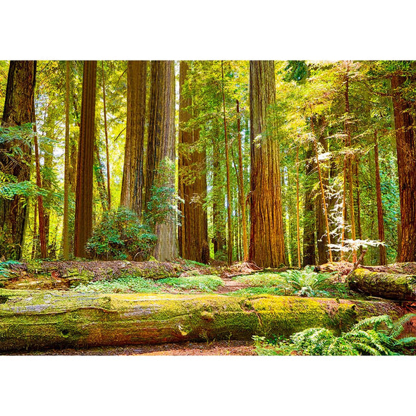 Coast Redwoods 2 - 3D Lenticular Postcard Greeting Card - NEW Postcard 3dstereo 
