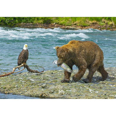 Brown Bear, Salmon and Bald Eagle - 3D Magnet for Refrigerator, Whiteboard, Locker MAGNET 3dstereo 