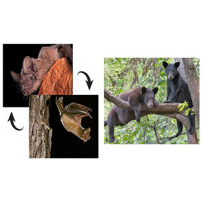 Black Bear & Brazilian Bat - 2 different 3D Magnets Popular Combo for Savings MAGNET 3Dstereo 