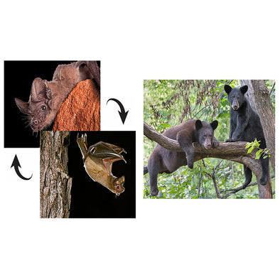 Black Bear & Brazilian Bat - 2 different 3D Magnets Popular Combo for Savings MAGNET 3Dstereo 
