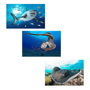 Marine Life - 3 different 3D Magnet for Refrigerator, Whiteboard, Locker MAGNET 3dstereo 