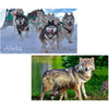 Wolf and Cub & Sled Dogs - 2 different 3D Magnets Popular Combo for Savings MAGNET 3Dstereo 